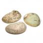 Preview: Abalone Smudge Muschel Haliotis diversicolor 16-18 cm